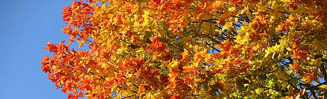 Kalenderbild Herbst mit buntem Laub am Baum, blauer Himmel