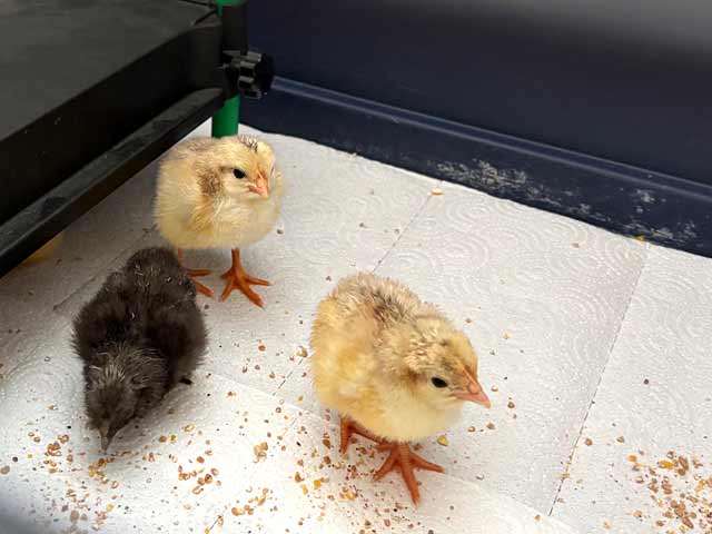 geschlüpfte Küken im Kindergarten